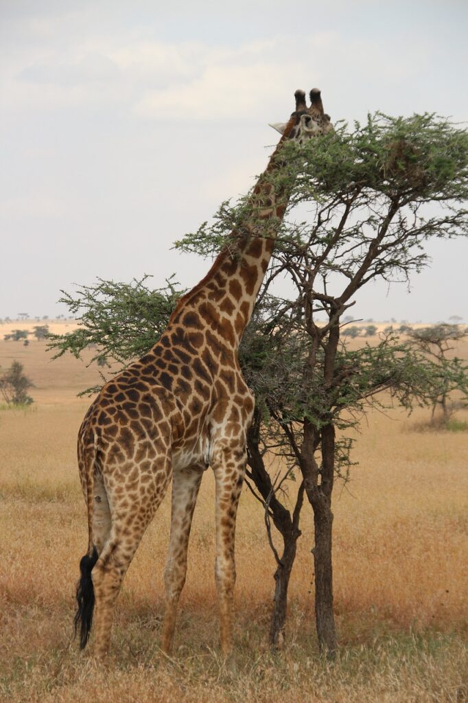 SAポケモンカードの高騰理由と今後の展望は？