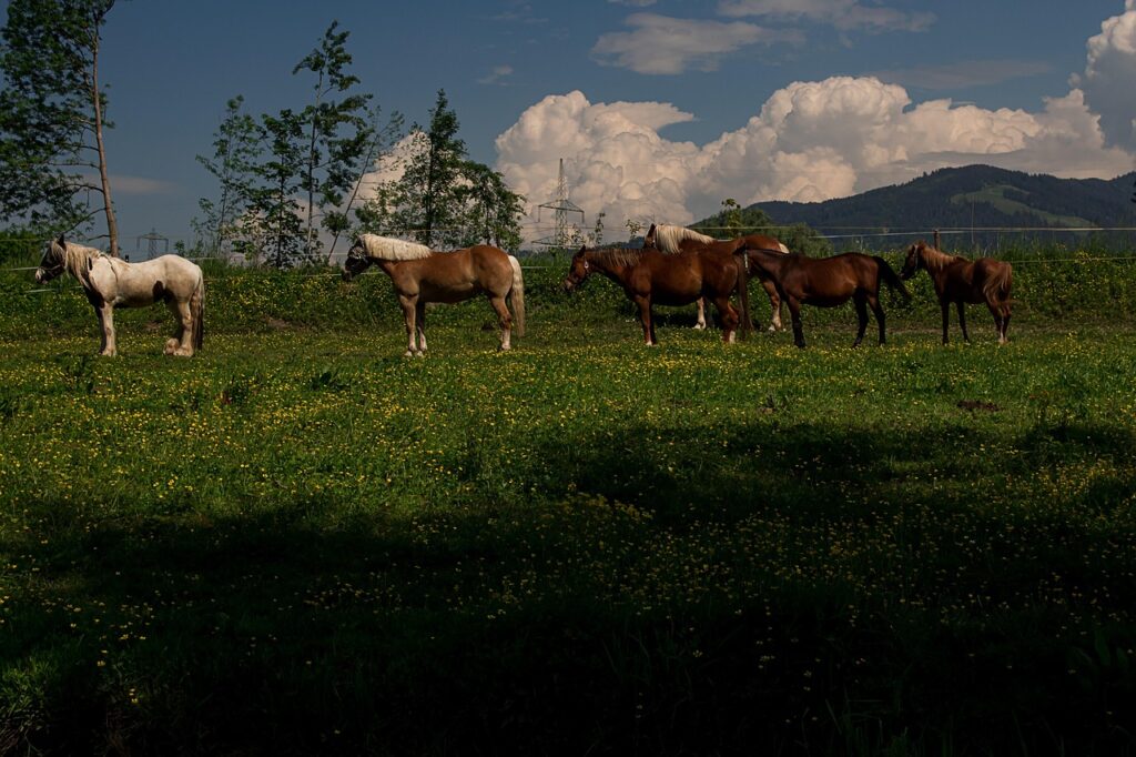 eBayでポケモンカードを購入する方法とは？