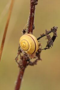 ポケカ引退後のカード買取でおすすめの方法は？