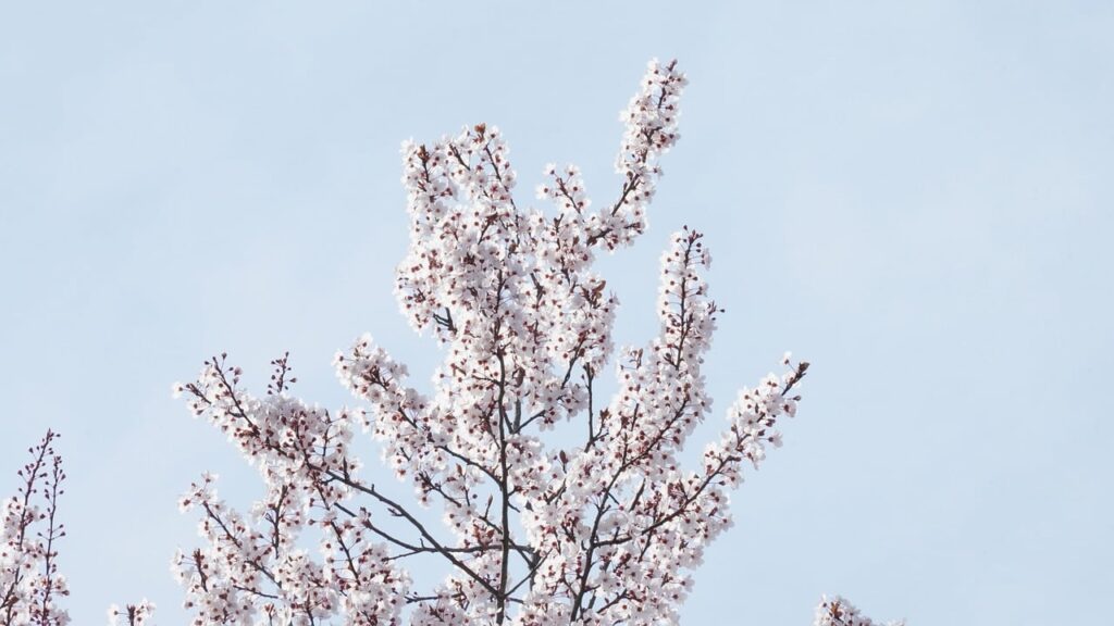 PSA10カードの高額ランキングで知っておくべきトップアイテムは？