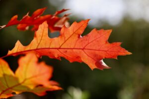 リザードン初版のオークションでの相場はどのくらい？