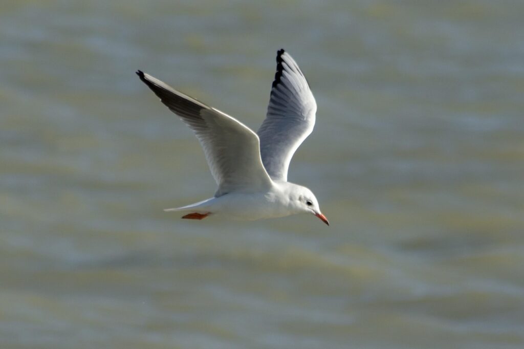 高騰しているポケカカードの最新ランキングは？