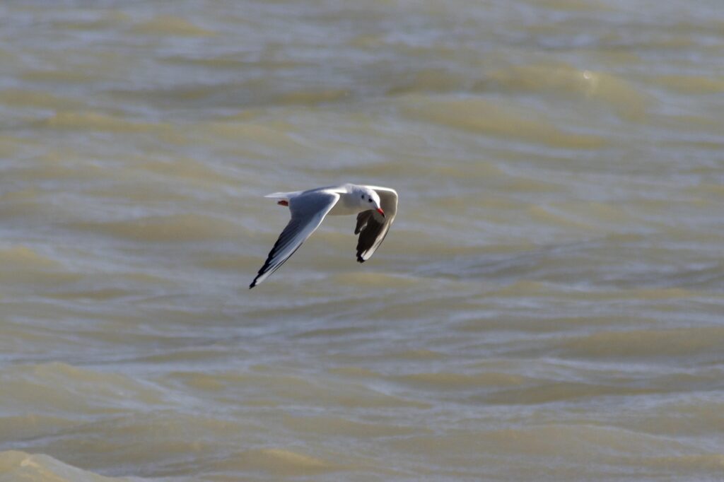 高騰するポケカのカードランキングはどれ？