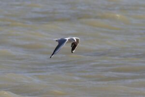 高騰するポケカのカードランキングはどれ？