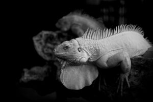 cgc鑑定のメリットとデメリットは何ですか？