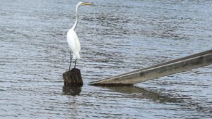 ポケモンカードの高騰はいつまで続くのか、市場の動向を解説しますか？