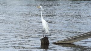 ポケモンカードの高騰はいつまで続く？その対策は？