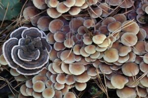 ポケモンカード偽物を見分けるためのチェックポイントは？