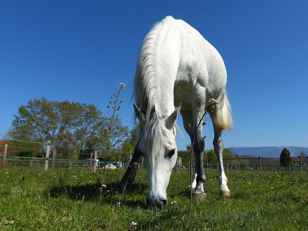 BGSとPSAの違いとは何ですか？