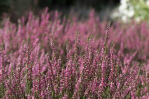 リザードン初版のPSA10の価格はどれくらい？