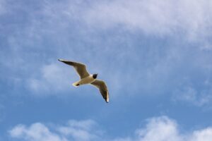 ポケカの高騰が予想される2025年のランキングは？