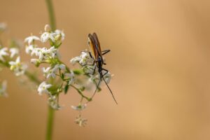ポケカの人気キャラの価格はどれくらい？