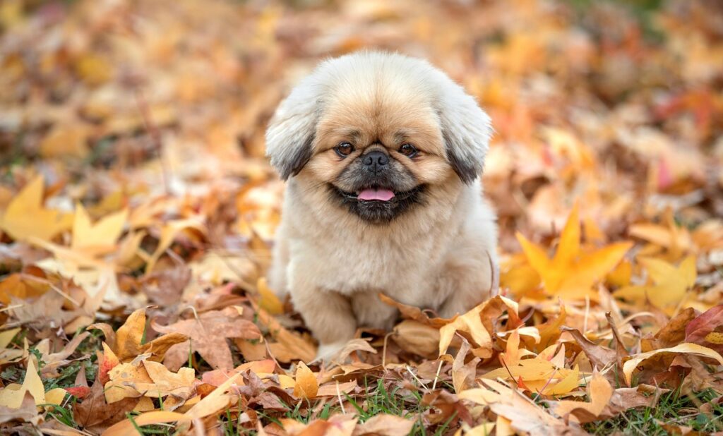 ポケカの需要予測は今後どうなるのか？