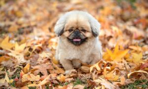 ポケカを長期保有するメリットと注意点は？