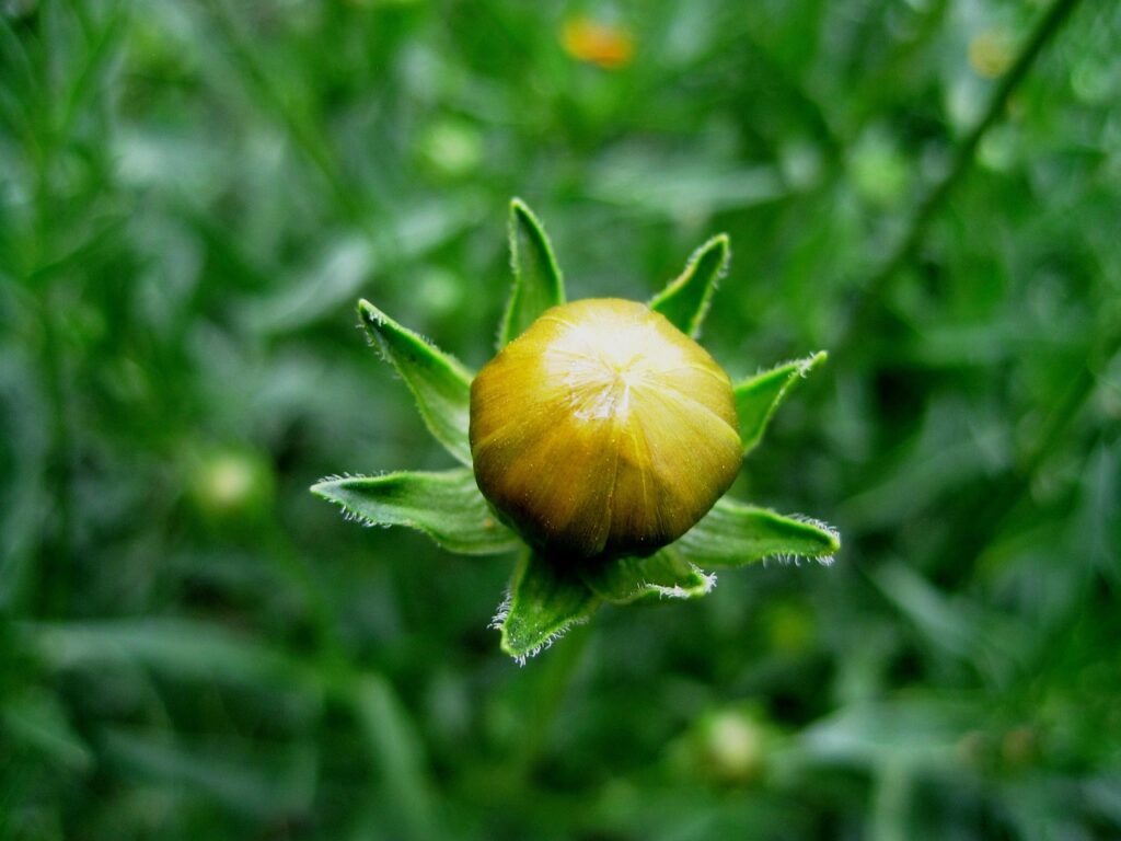 ポケカ未開封BOXの高騰は今後どうなるのか？