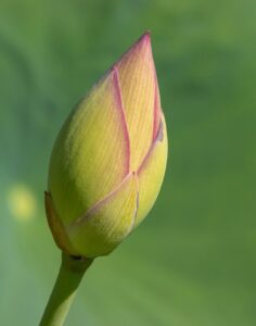 ポケカ未開封の高騰理由と今後の市場動向は？