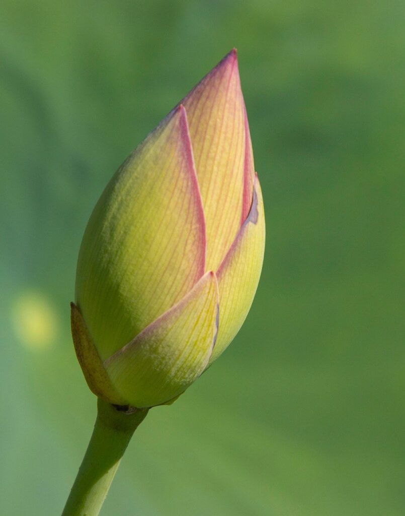 ポケカ未開封の高騰理由と今後の市場動向は？