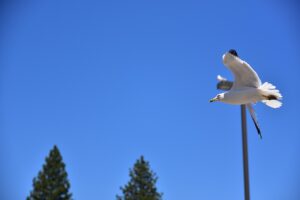 ポケカで人気のキャラが高騰する理由とは？