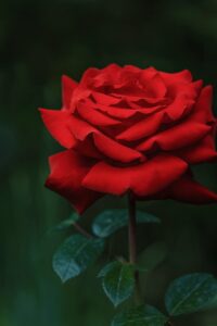 ポケカシングルをヤフオクで上手に購入するコツは？