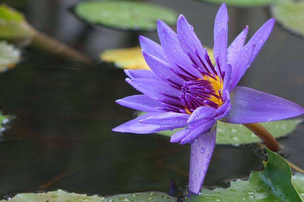 レアリティ別の予想を立てるためのポイントは？