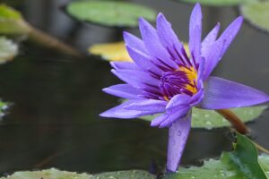 レアリティ別の予想を立てるためのポイントは？